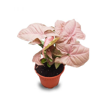 Syngonium Pink